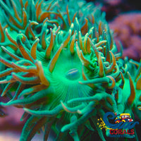 Ultra Acid Rave Duncan (3-4 Polyps) Duncan
