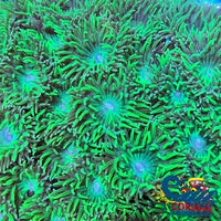 Ultra Acid Rave Duncan (3-4 Polyps) Duncan
