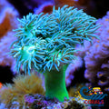 Ultra Toxic Duncan Lps (3-4 Polyps) Duncan