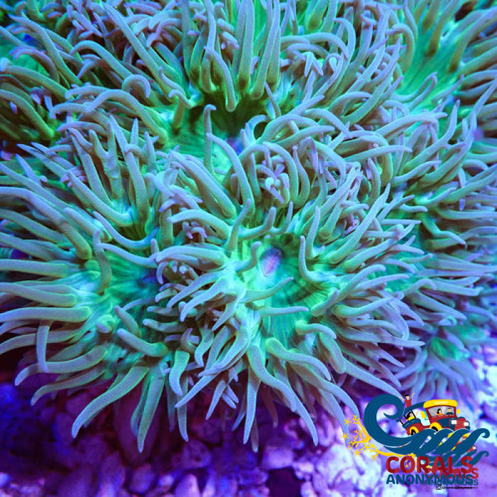 Ultra Toxic Duncan Lps (3-4 Polyps) Duncan