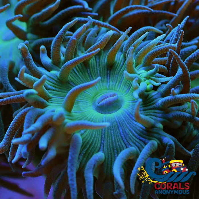 Green Teal Duncan (Single Polyp) (Special Deal!) Duncan