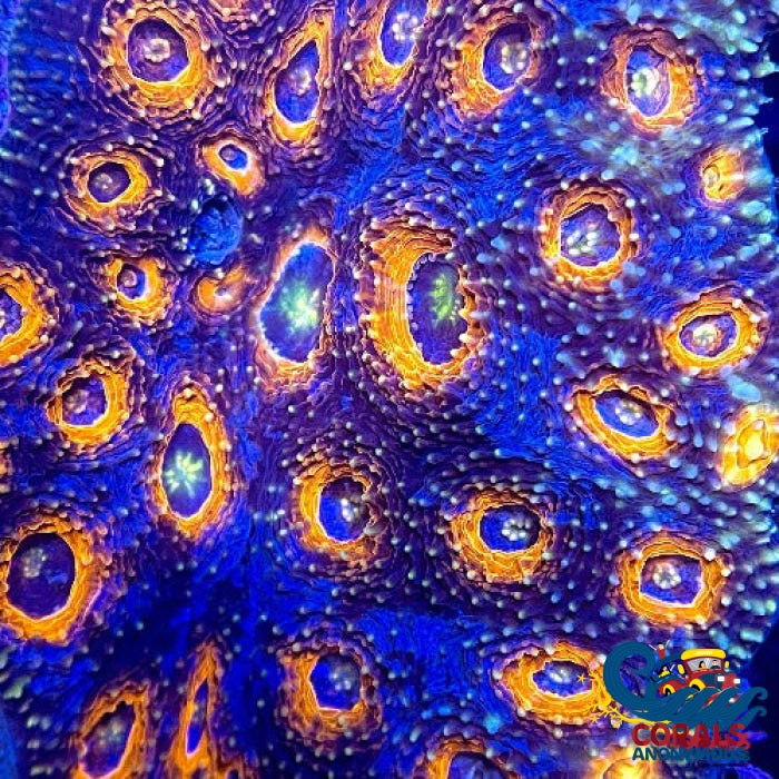 Orange Rainbow Interstellar Echinata Acan (1 Frag) Echinata