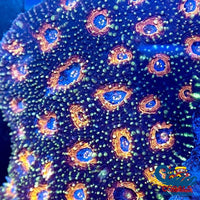 Orange Rainbow Interstellar Echinata Acan (1 Frag) Echinata