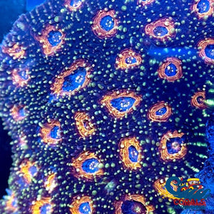 Orange Rainbow Interstellar Echinata Acan (1 Frag) Echinata