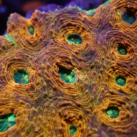 Orange Tide Acan Echinata (0.5-1" Frag)
