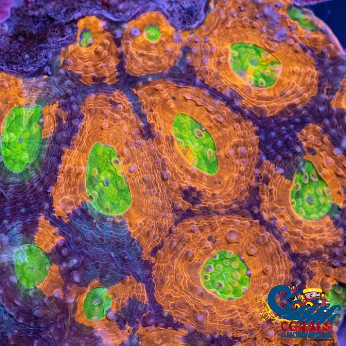 Ultra Rainbow Orange Melt Indo Echinata (2-3 Polyps) Echinata