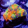 Ultra Rainbow Orange Meltdown Echinata (2-3 Polyps) - Corals Anonymous