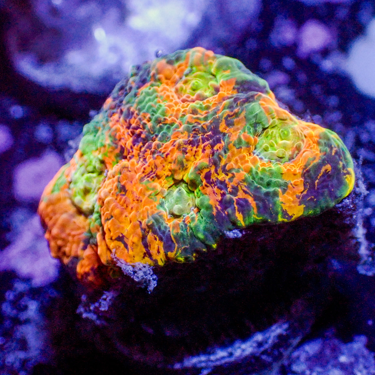 Ultra Rainbow Orange Meltdown Echinata (2-3 Polyps) - Corals Anonymous