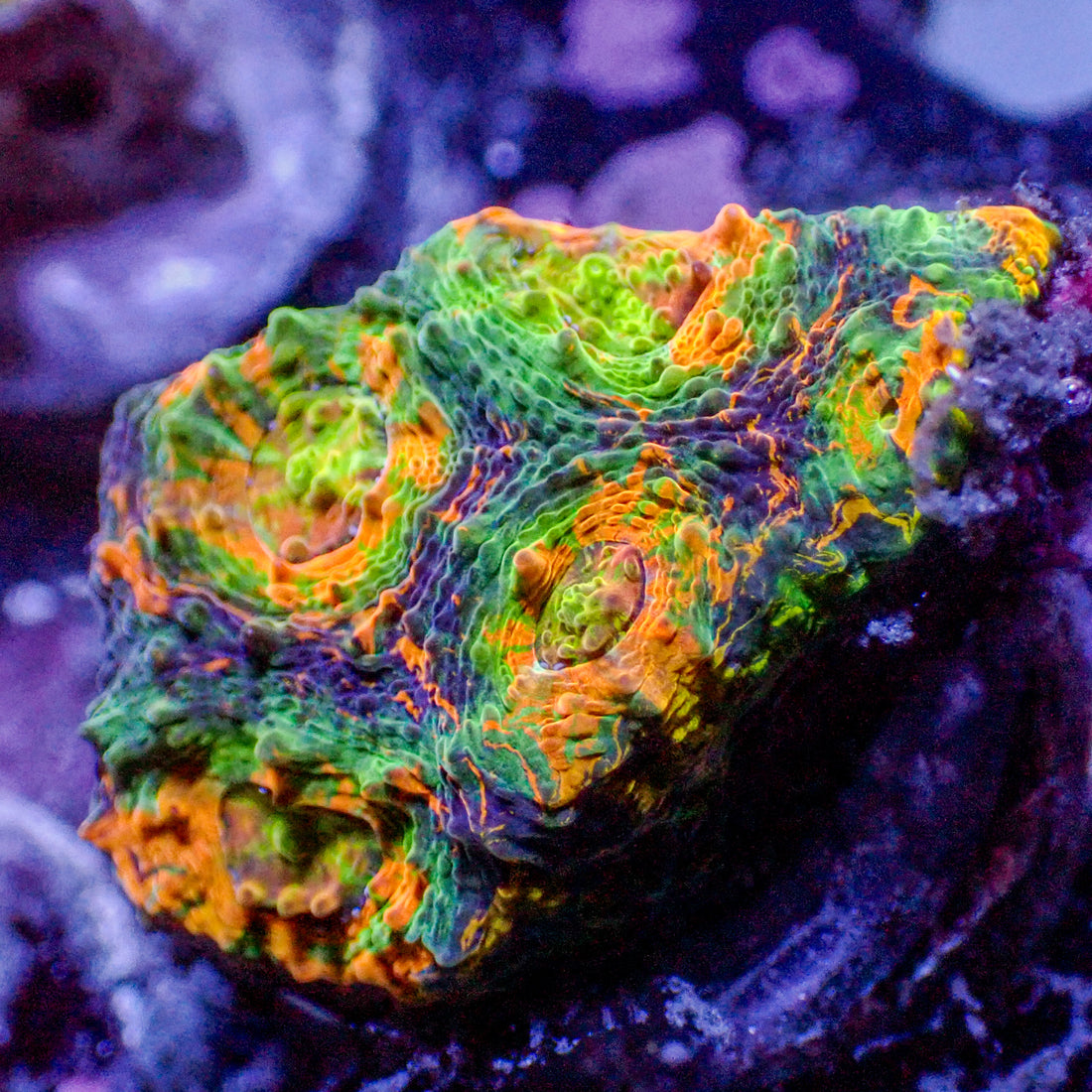 Ultra Rainbow Orange Meltdown Echinata (2-3 Polyps) - Corals Anonymous