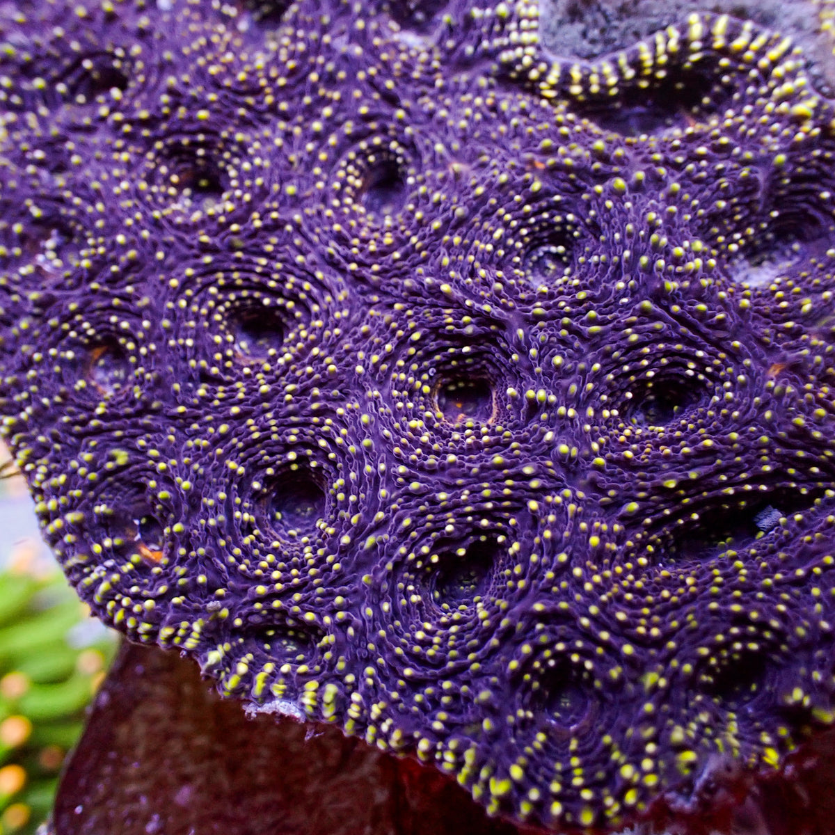 Yellow Speckled Purple Echinata (2-3 polyps) - Corals Anonymous