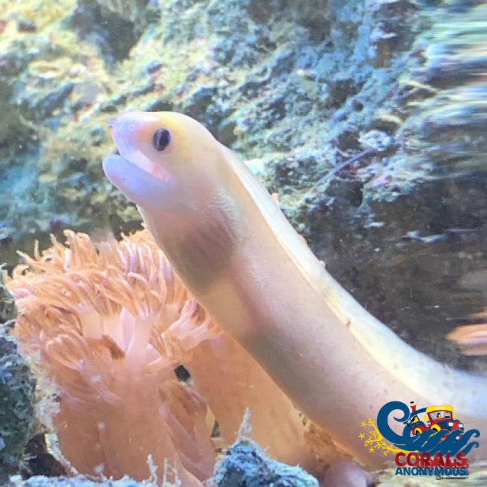 Golden Dwarf Moray Eel (10-12) Eel