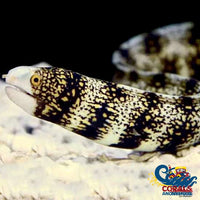 Snowflake Moray Eel (10-12) Eel
