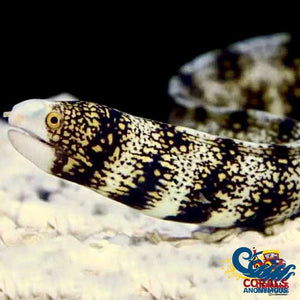 Snowflake Moray Eel (10-12) Eel
