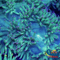 Purple Tip Elegance Elegance