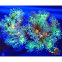 Ultra Orange Mouth Neon Elegance (2-3) Elegance
