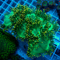 Ultra Yellow Tip Neon Green Elegance - Corals Anonymous
