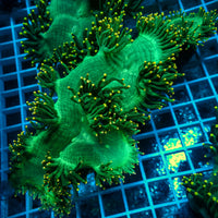Ultra Yellow Tip Neon Green Elegance - Corals Anonymous
