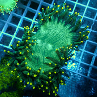 Ultra Yellow Tip Neon Green Elegance - Corals Anonymous
