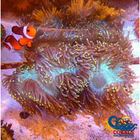 Yellow Tip Elegance Elegance
