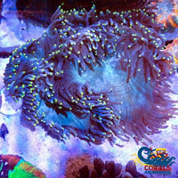 Yellow Tip Elegance Elegance
