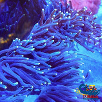 Yellow Tip Elegance Elegance
