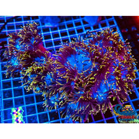 Master Fantasia Elegance (2-3 Frags) Elegance
