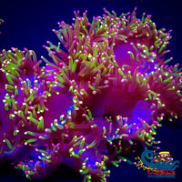 Master Fantasia Elegance (2-3 Frags) Elegance
