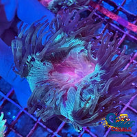 Ultra Indo Pink Mouth Blue Tip Elegance (2-3) Elegance
