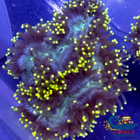 Yellow Tip Blue-Green Marble Base Elegance (2-3) Elegance
