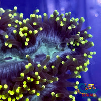 Yellow Tip Blue-Green Marble Base Elegance (2-3) Elegance
