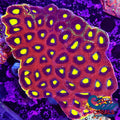 Aussie Dragon Soul Favia (2-3 Polyps) Favia