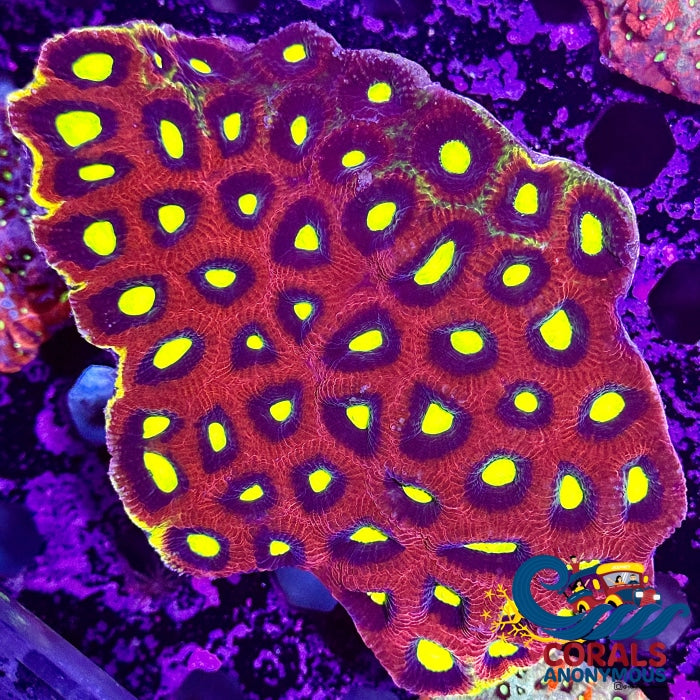 Aussie Dragon Soul Favia (2-3 Polyps) Favia