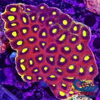 Aussie Dragon Soul Favia (2-3 Polyps) Favia
