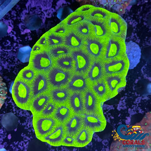 Aussie Ufo Green Favia (2-3 Polyps) Favia