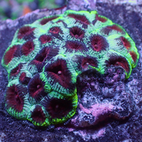 Frostbite Favia (2-3 Polyps)