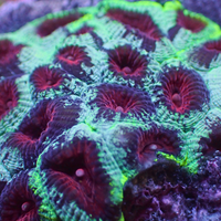 Frostbite Favia (2-3 Polyps) ii
