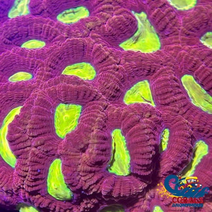 Goblins Blood Favia (2-3 Polyps) Favia