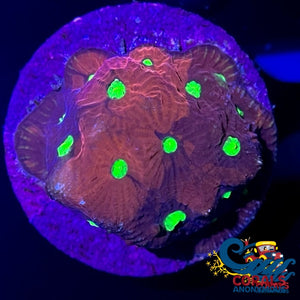 Green Eye Blood Bath Favia (1 Frag) Favia