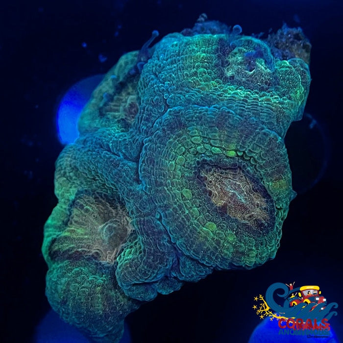 Green Favia (2-3 Polyps) Favia