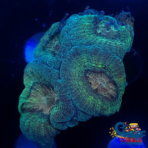 Green Favia (2-3 Polyps) Favia