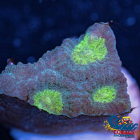 Green Favia (2-3 Polyps) Favia
