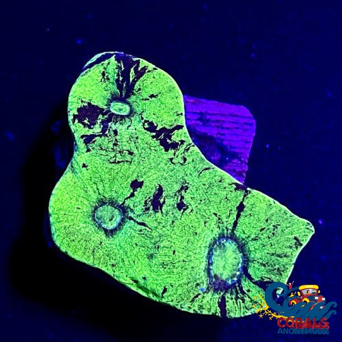 Kryptonite Favia (2-3 Polyps) Favia