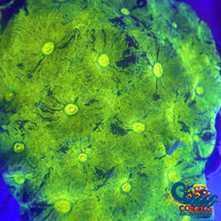 Kryptonite Favia (2-3 Polyps) Favia
