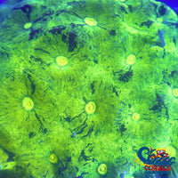 Kryptonite Favia (2-3 Polyps) Favia
