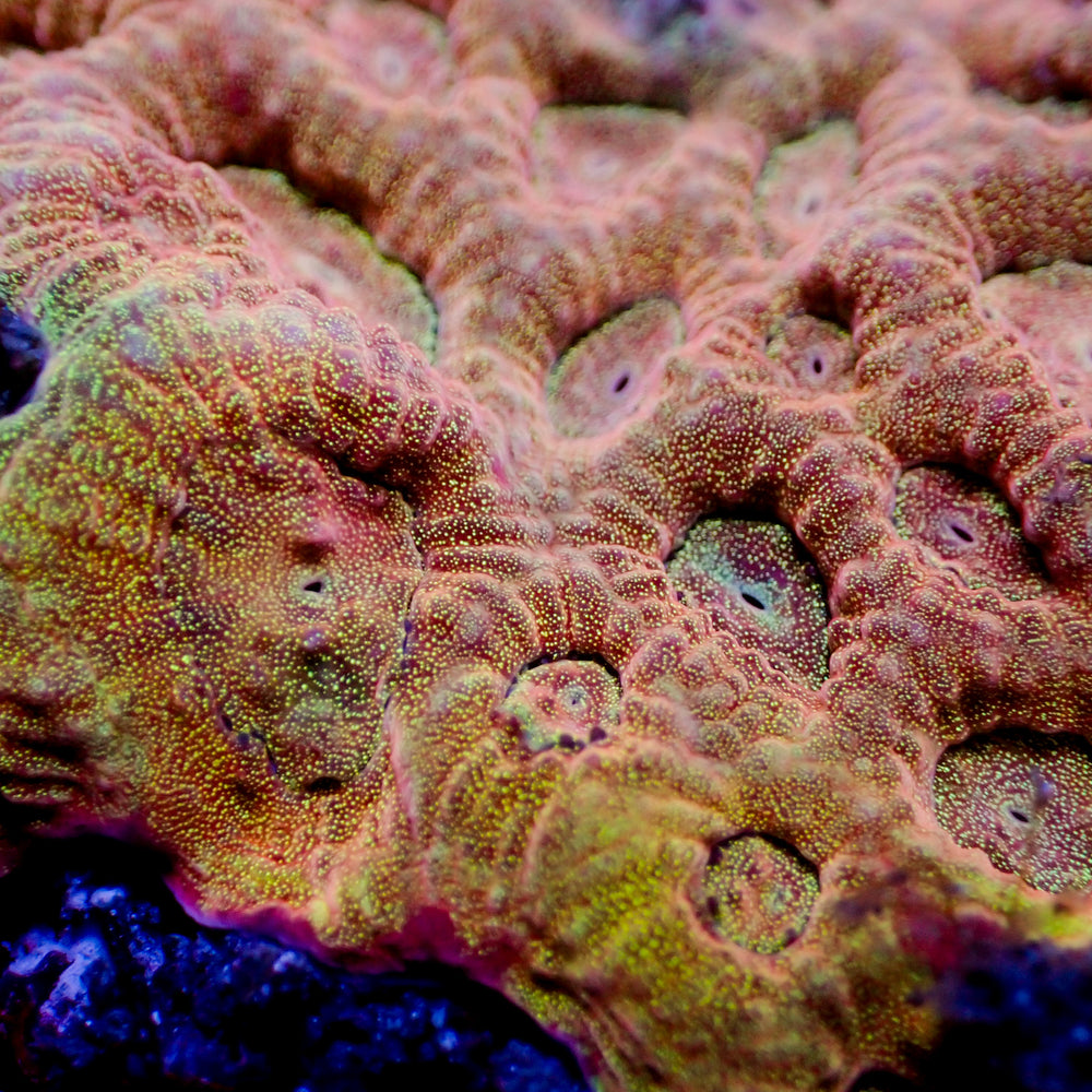 Rainbow Fluted Moon Barabottia (2-3 Polyps) - Corals Anonymous