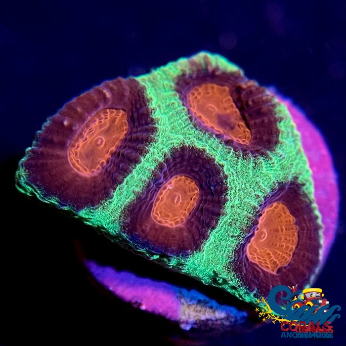 Red Eye Favia (1 Frag) Favia