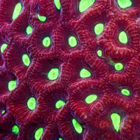 Ruby Rampage Favites (2-3 Polyps) - Corals Anonymous
