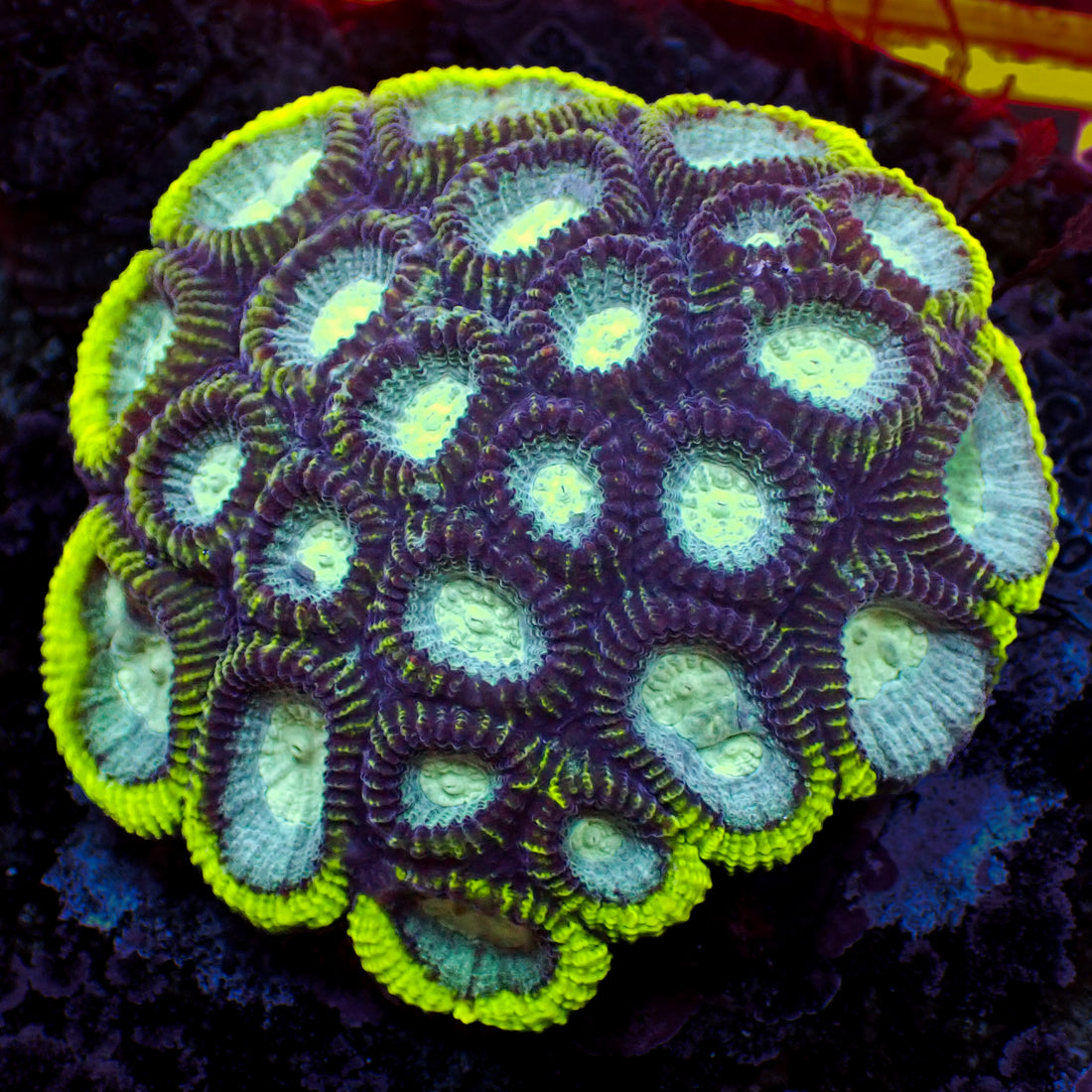 Space Jam Rainbow Favia (2-3 Polyps) - Corals Anonymous