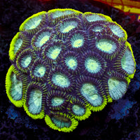 Space Jam Rainbow Favia (2-3 Polyps) - Corals Anonymous
