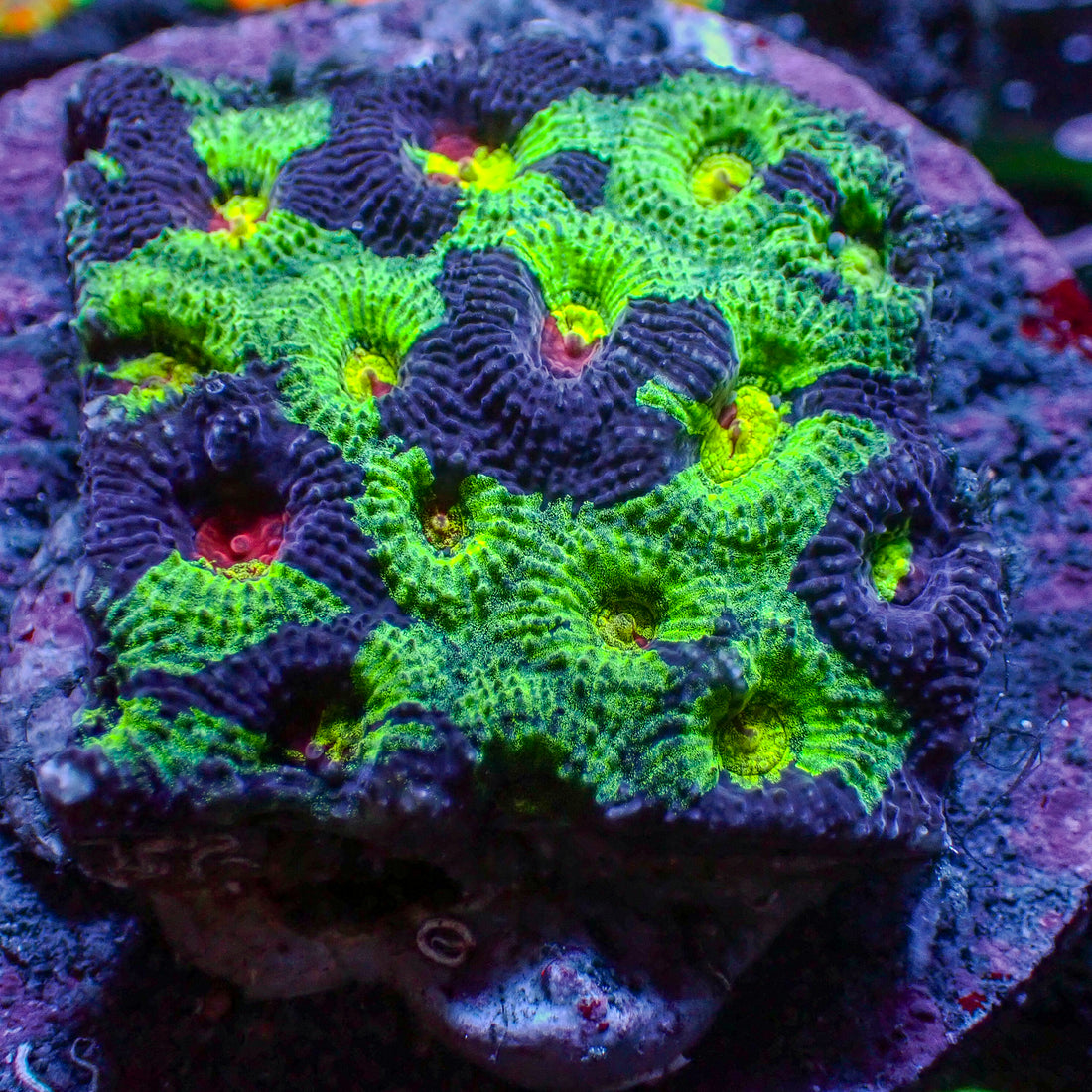 Space Martian Favia (2-3 Polyps) - Corals Anonymous